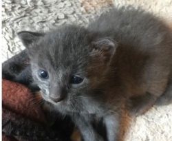 Russian blues kittens ready to leave