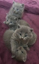 beautiful litter of 4 Russian blue kittens