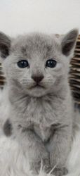 affectionate & intelligent Russian blues kittens