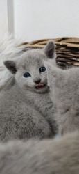 Sweet and Lovely Russian Blue kittens