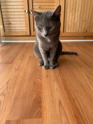 1 year old male Russian blue
