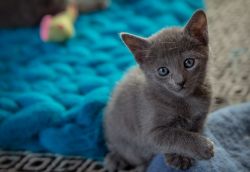 Excellent Russian Blue kittens For sale