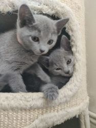 Russian Blue Kittens For Sale