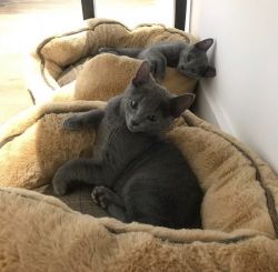 Adorable and playful Russian Blue kittens available.
