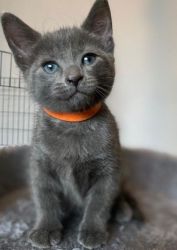Russian Blue Kittens Hypoallergenic Purebred Perfect Quality