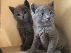 Cute bonded Russian Blue Kittens for Sale