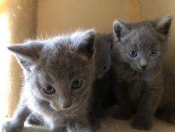 10 weeks old Male and Female Russian Blue Kittens very Friendly