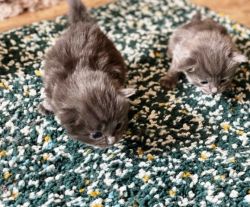 Russian blue kittens available