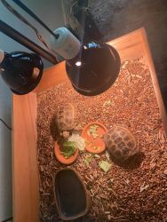 tortoisess
