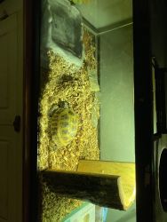 Russian Tortoise and Tank for Sale