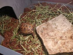 1 year Russian tortoise