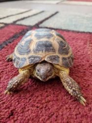 Loving Russian Tortoise Needs New Home