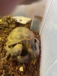 Bugsy: 10 year old 6” Russian Tortoise