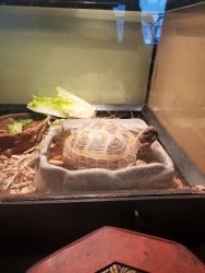 Spunky Russian tortoise