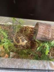 Russian Tortoise for sale