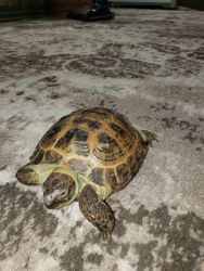Russain tortoise