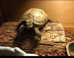 Awesome Russian Tortoise