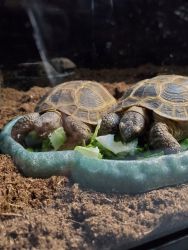 2 Female Tortoises For Sale!