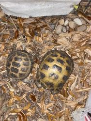 Pair of Russian Tortoises