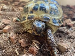 Russian tortoise, male, 3 years old