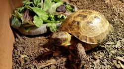 Rehoming Russian Tortoise