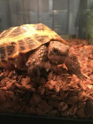 Russian tortoise for sale with or without tank