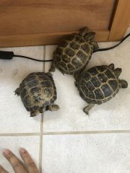 Russian tortoise for sale both males and females