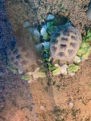 Russian Tortoise to a loving home