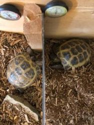 Male & Female Russian Tortoises with tank For Sale