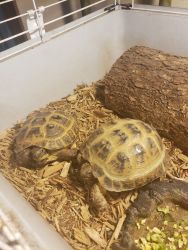 2 one year old Russian Tortoises plus enclosure