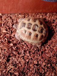 Russian box tortoise