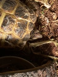 Tortoise IN NEED OF HOME
