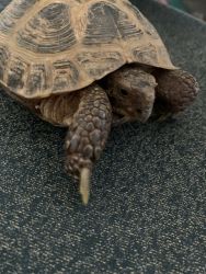 Female turtle