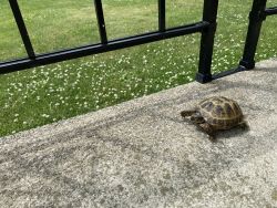 Shelly the Tortoise