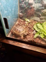 Russian Tortoise with 55 gallon tank and cabnet