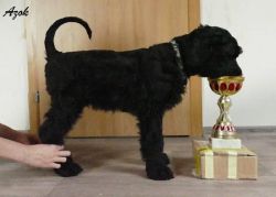 Black Russian Terrier - Puppies