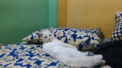 russian white kittens for sale