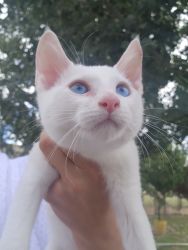 Vladimir blue eyes
