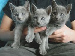 Stunning Russian Blue kittens