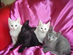 Amazing Russian White Kittens