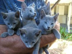 Gorgeous Russian Blue Kitten