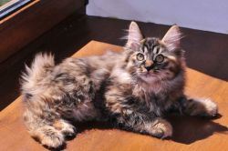 Kitten of the Kuril Bobtail