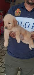 New Puppy In chandigarh to buy Just 40 days Old.