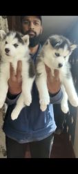 Husky 45days old puppies for sale male and female available