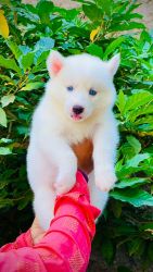 Top quality saibarn Husky male puppy available