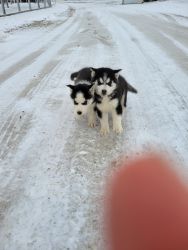2 male husky puppies ready to go