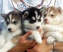 Healthy male and female Siberian husky puppies