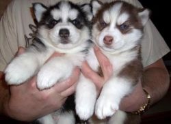 Siberian Husky Puppies.TEXT (xxx) xxx-xxx2