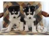 Akc Siberian Husky Puppies (xxx) xxx-xxx2