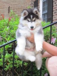 Adorable male and female Siberian husky for sale.